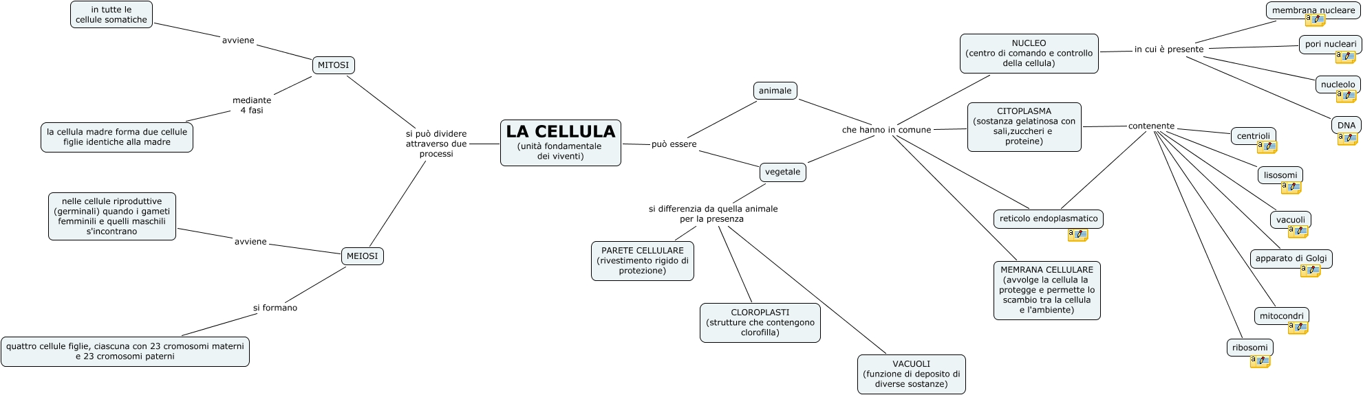 Le Cellule Somatiche Si Dividono Mediante